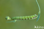 Hommelvlinder (Hemaris tityus)