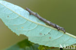 Scalloped Hazel (Odontopera bidentata)