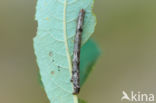 Scalloped Hazel (Odontopera bidentata)