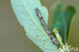 Getande spanner (Odontopera bidentata)