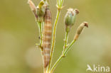 Variabele silene-uil (Hadena perplexa)