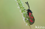 Zygaena loti