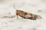 Blue-winged grasshopper (Oedipoda caerulescens)