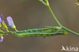 rose budworm (Pyrrhia umbra)