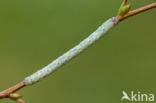 Dunvlerkvlinder (Lycia hirtaria)