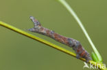 Purple Thorn (Selenia tetralunaria)