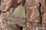 Lesser Yellow Underwing (Noctua comes)