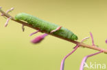 Willowherb Hawkmoth (Proserpinus proserpina)