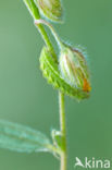 Groentje (Callophrys rubi)