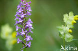 Grote muggenorchis (Gymnadenia conopsea)