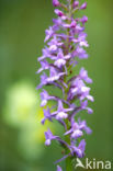 Grote muggenorchis (Gymnadenia conopsea)