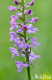 Fragant Orchid (Gymnadenia conopsea)