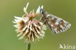 Westelijk spikkeldikkopje (Pyrgus carlinae)