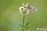 Westelijk spikkeldikkopje (Pyrgus carlinae)