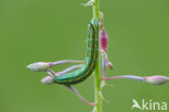 Bedstraw Hawk-moth (Hyles gallii)