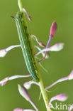 Bedstraw Hawk-moth (Hyles gallii)