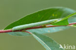 Geringde spikkelspanner (Cleora cinctaria)