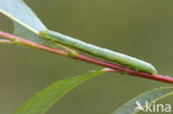 Geringde spikkelspanner (Cleora cinctaria)