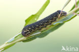 Willowherb Hawkmoth (Proserpinus proserpina)