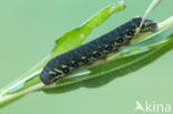 Teunisbloempijlstaart (Proserpinus proserpina)