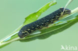 Willowherb Hawkmoth (Proserpinus proserpina)