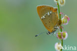 Scarce Copper (Lycaena virgaureae)