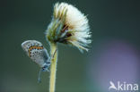 Silver Studded Blue (Plebejus argus)