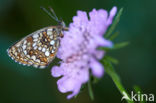 Woudparelmoervlinder (Melitaea diamina)