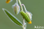 Groentje (Callophrys rubi)