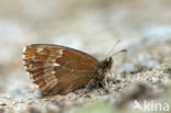 Large Ringlet (Erebia euryale)
