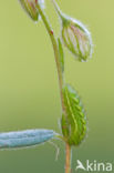 Groentje (Callophrys rubi)