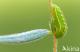 Groentje (Callophrys rubi)