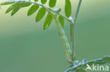 Geringde spikkelspanner (Cleora cinctaria)