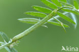 Geringde spikkelspanner (Cleora cinctaria)