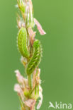 Groentje (Callophrys rubi)