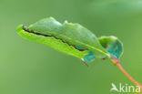 Glasvleugelpijlstaart (Hemaris fuciformis)