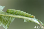 Cabbage moth (Mamestra brassicae)