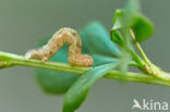 Berberisspanner (Pareulype berberata)