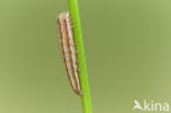 Mythimna scirpi