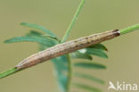 Bruine daguil (Euclidia glyphica)