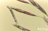 Crocallis tusciaria