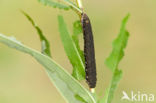 Willowherb Hawkmoth (Proserpinus proserpina)