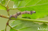 Halvemaanvlinder (Selenia tetralunaria)