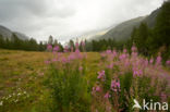 Echte koekoeksbloem (Lychnis flos-cuculi)