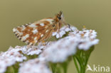 Westelijk spikkeldikkopje (Pyrgus carlinae)