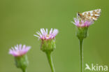 Westelijk spikkeldikkopje (Pyrgus carlinae)