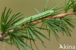 Pine Hawk-moth (Hyloicus pinastri)