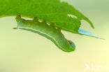 Glasvleugelpijlstaart (Hemaris fuciformis)