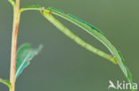 Small Phoenix (Ecliptopera silaceata)