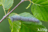 Espenblad (Phyllodesma tremulifolia)